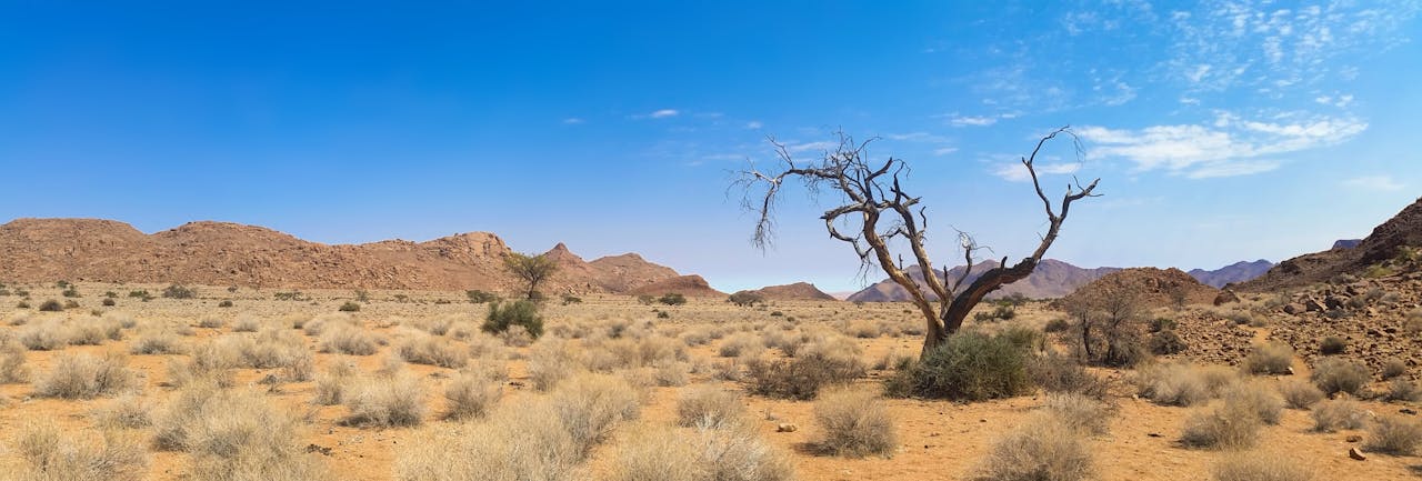 Crafting Captivating Headlines: Your awesome post title goes here Beautiful arid desert scene with dried tree and mountains under a clear blue sky.
