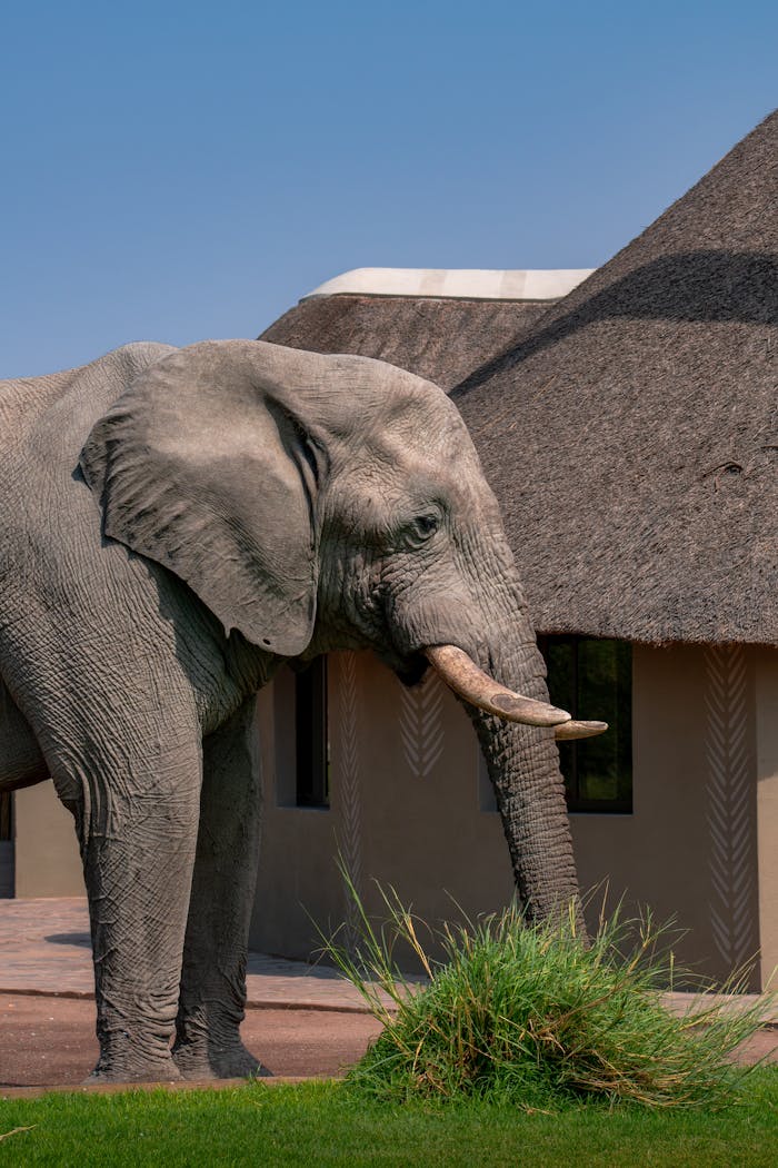 Home African elephant grazing by a traditional thatched roof house in Namibia.